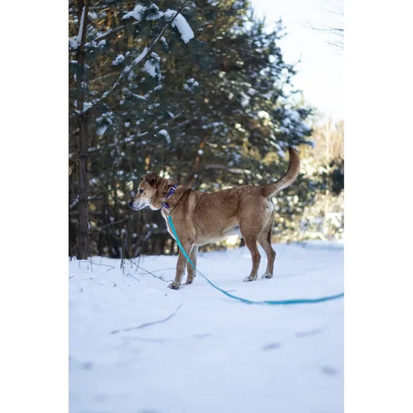 Znaleziono psa, Białystok, 6 grudnia 2025 (3/5)