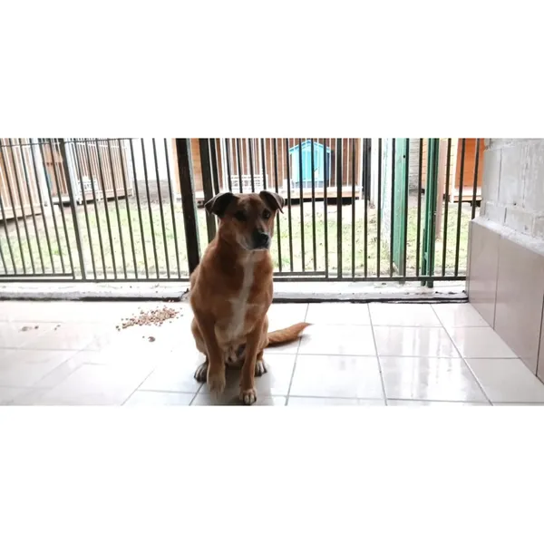 Znaleziono psa, Białystok, 6 grudnia 2025 (5/5)