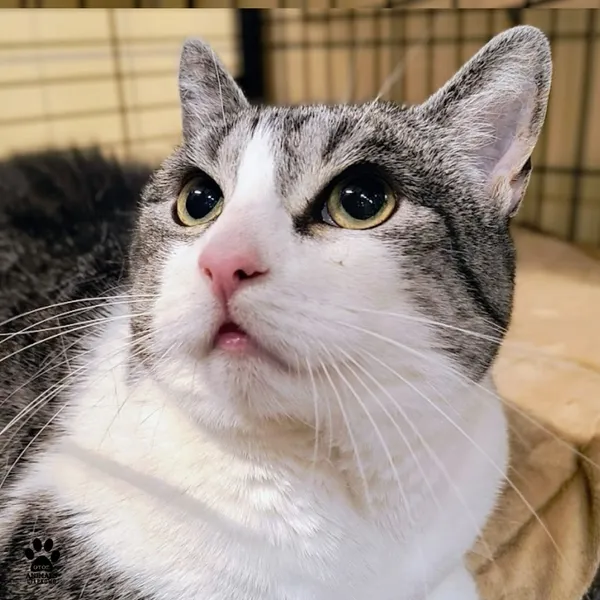 Kot do adopcji, Gdynia, 9 lutego 2026 (4/4)