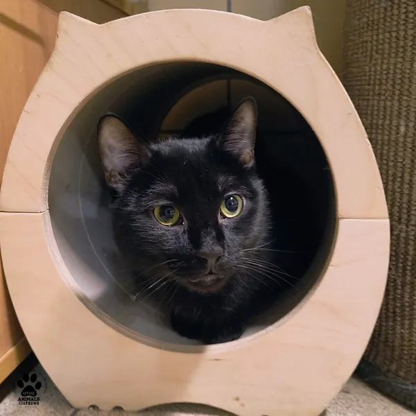 Kot do adopcji, Gdynia, 9 lutego 2026 (3/4)