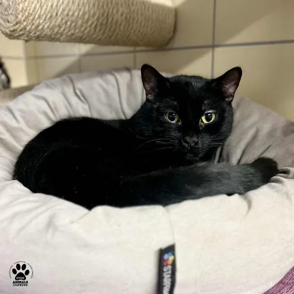 Kot do adopcji, Gdynia, 9 lutego 2026 (4/4)