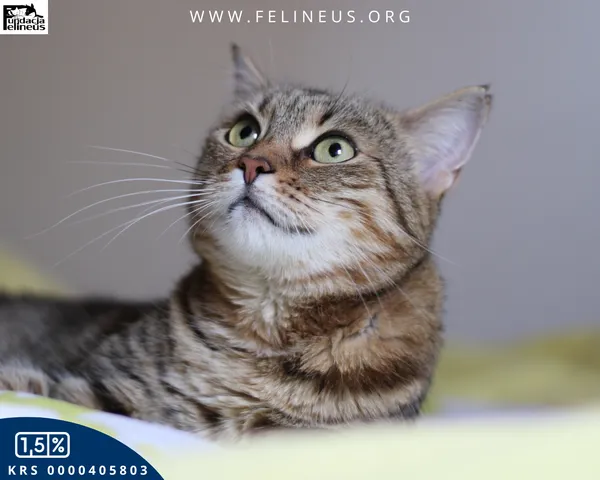 Kot do adopcji, Rzeszów, 9 lutego 2026 (2/6)