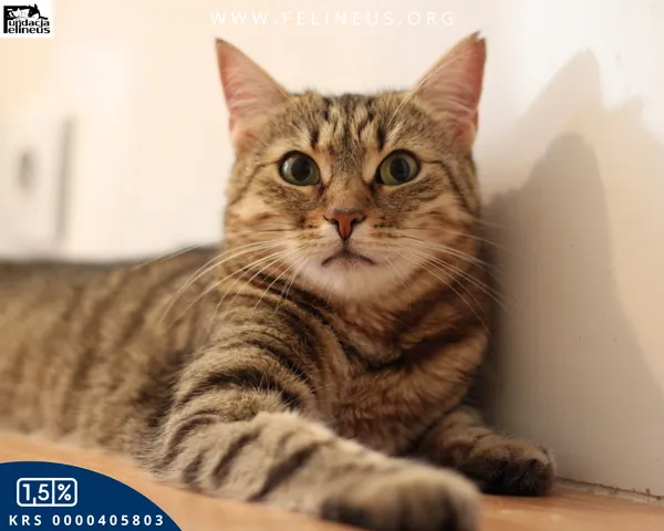 Kot do adopcji, Rzeszów, 9 lutego 2026 (3/6)