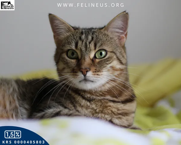 Kot do adopcji, Rzeszów, 9 lutego 2026 (4/6)