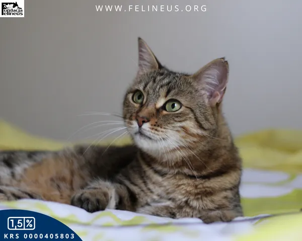 Kot do adopcji, Rzeszów, 9 lutego 2026 (6/6)