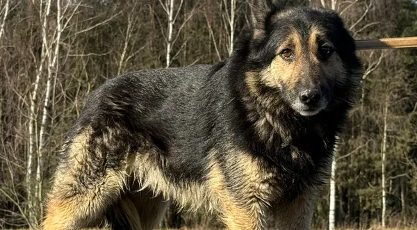 Pies do adopcji, Pieczyska, 9 lutego 2026 (1/5)