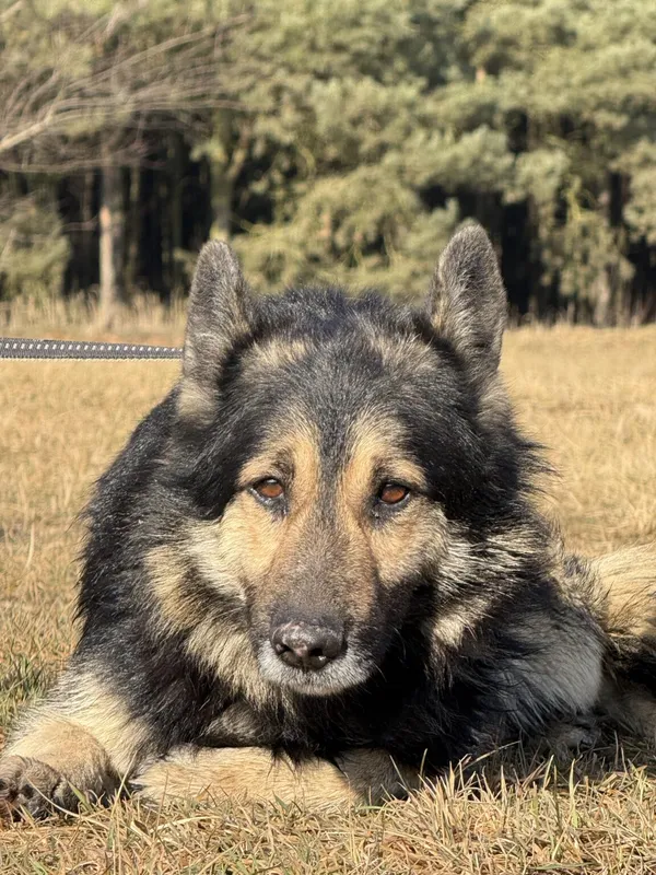 Pies do adopcji, Pieczyska, 9 lutego 2026 (5/5)