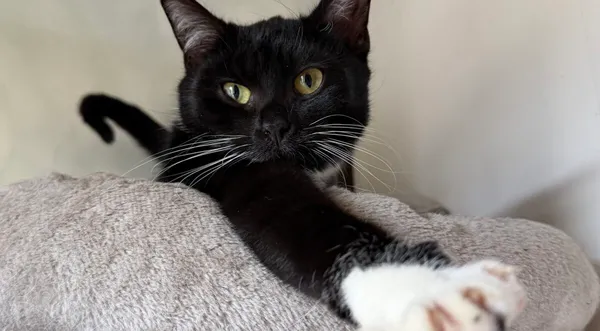 Kot do adopcji, Pieczyska, 9 lutego 2026 (1/5)