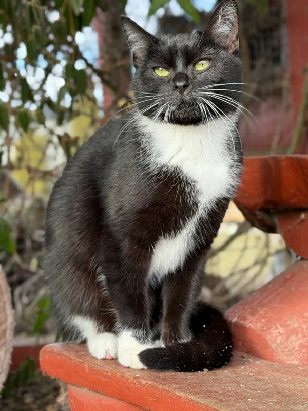 Kot do adopcji, Pieczyska, 9 lutego 2026 (2/5)