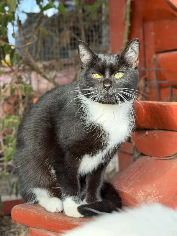 Kot do adopcji, Pieczyska, 9 lutego 2026 (3/5)