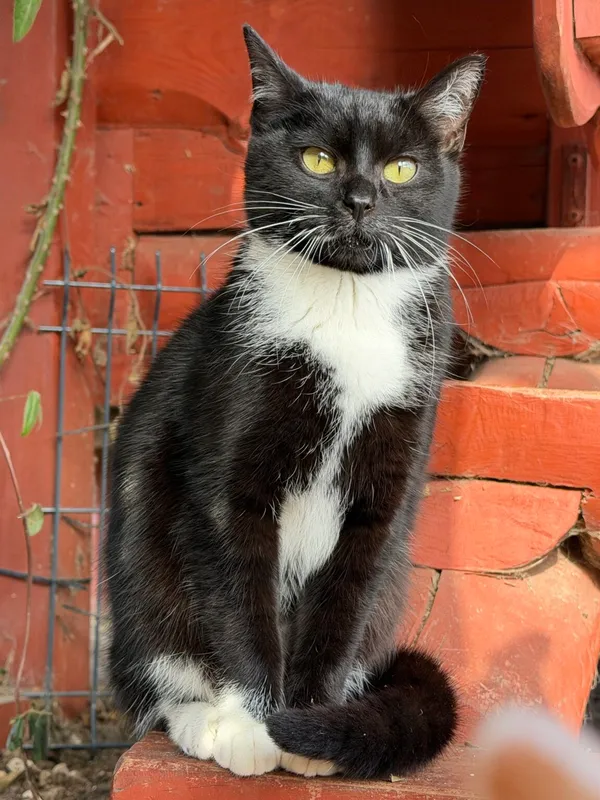 Kot do adopcji, Pieczyska, 9 lutego 2026 (4/5)