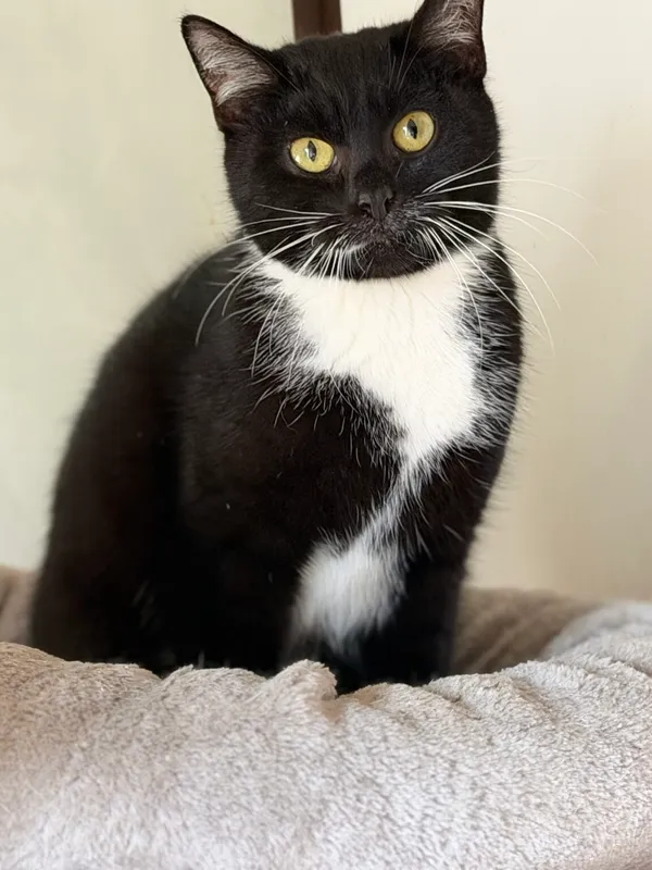 Kot do adopcji, Pieczyska, 9 lutego 2026 (5/5)