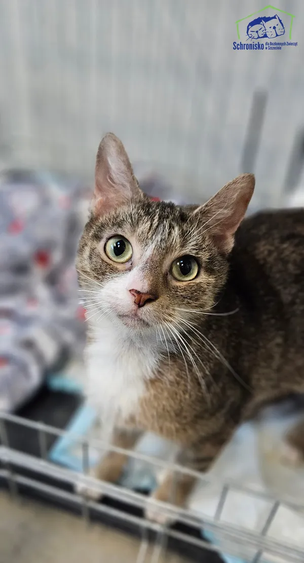 Kot do adopcji, Szczecin, 9 lutego 2026