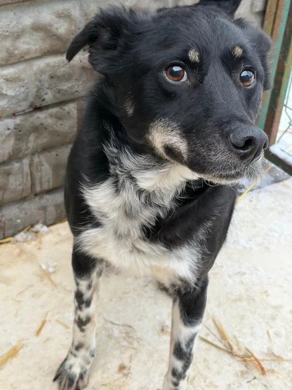 Pies do adopcji, Bełchatów, 30 października 2024 (1/5)