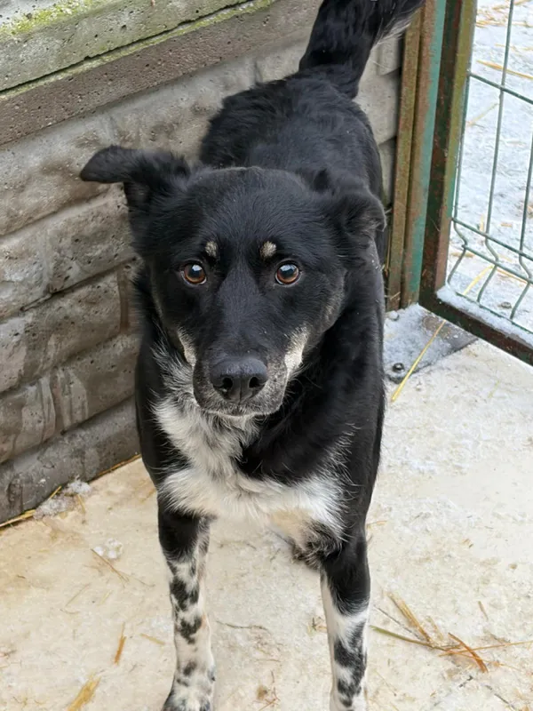 Pies do adopcji, Bełchatów, 30 października 2024 (2/5)