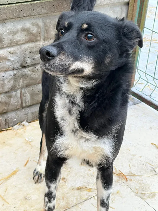 Pies do adopcji, Bełchatów, 30 października 2024 (3/5)