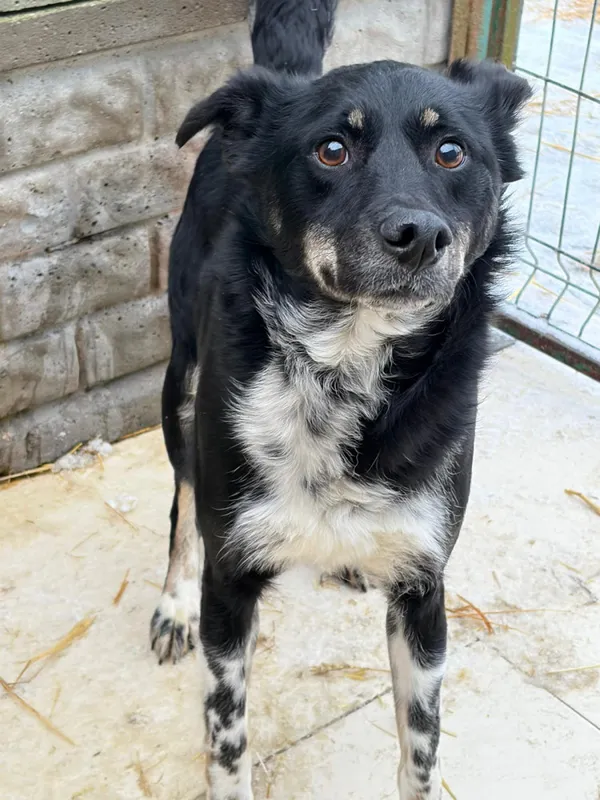 Pies do adopcji, Bełchatów, 30 października 2024 (4/5)