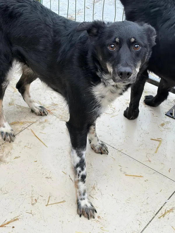 Pies do adopcji, Bełchatów, 30 października 2024 (5/5)