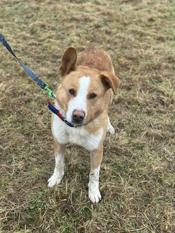 Pies do adopcji, Żywiec, 9 lutego 2026 (2/5)