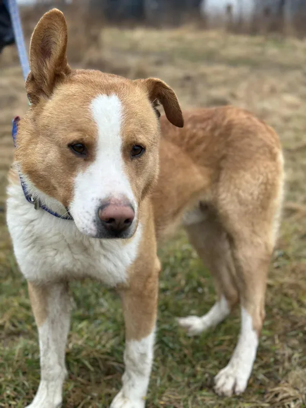 Pies do adopcji, Żywiec, 9 lutego 2026 (4/5)