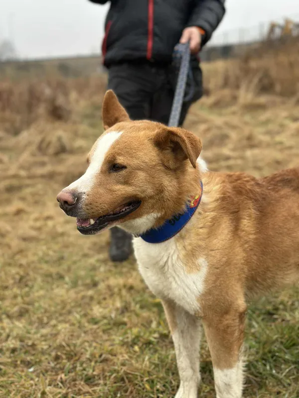 Pies do adopcji, Żywiec, 9 lutego 2026 (5/5)