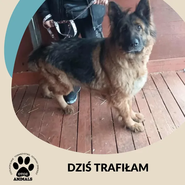 Znaleziono psa, Dąbrówka, 8 lutego 2026
