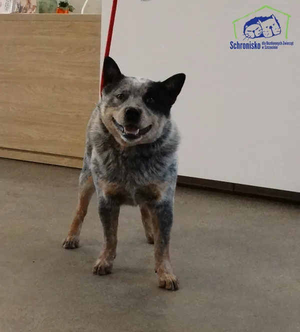 Znaleziono psa, Szczecin, 9 lutego 2026