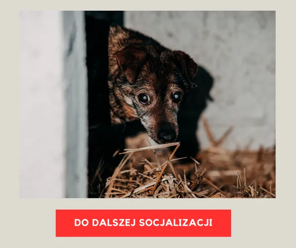 Pies do adopcji, Czartki, 9 lutego 2026