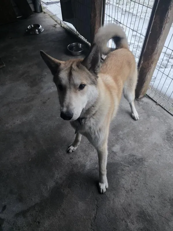 Znaleziono psa, Racibórz, 8 lutego 2026