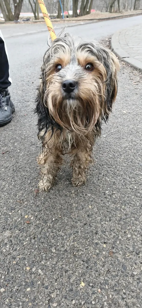 Znaleziono psa, Sosnowiec, 7 lutego 2026 (1/2)