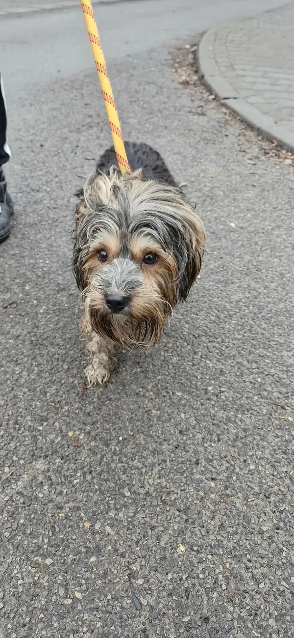 Znaleziono psa, Sosnowiec, 7 lutego 2026 (2/2)