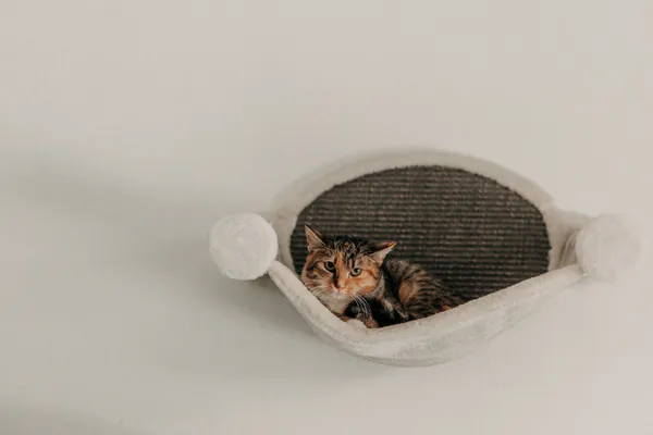 Kot do adopcji, Czartki, 9 lutego 2026 (1/5)