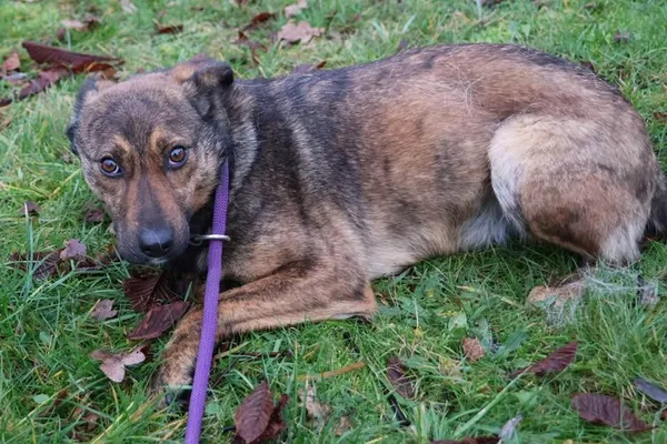 Pies do adopcji, Bełchatów, 1 listopada 2023 (3/5)