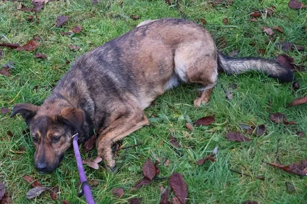 Pies do adopcji, Bełchatów, 1 listopada 2023 (4/5)