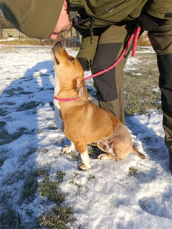 Pies do adopcji, Bełchatów, 7 grudnia 2025 (1/5)