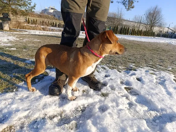 Pies do adopcji, Bełchatów, 7 grudnia 2025 (3/5)