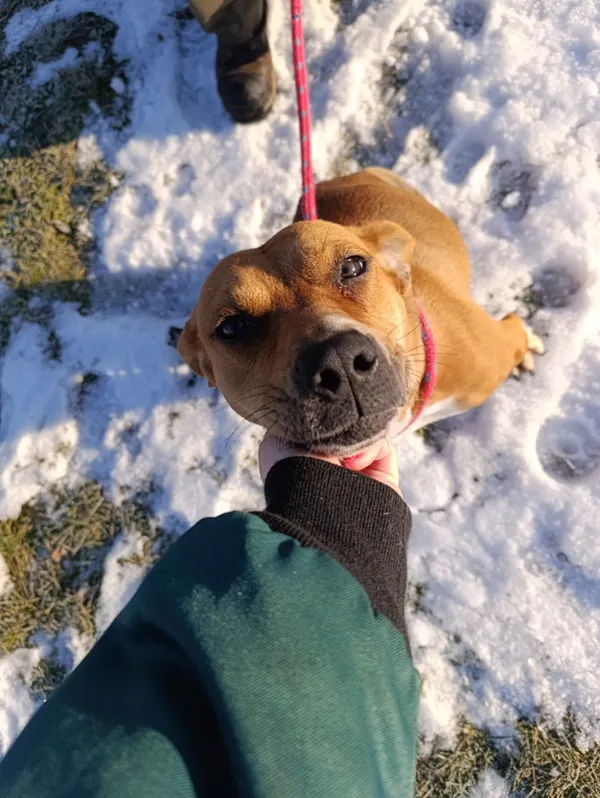 Pies do adopcji, Bełchatów, 7 grudnia 2025 (4/5)