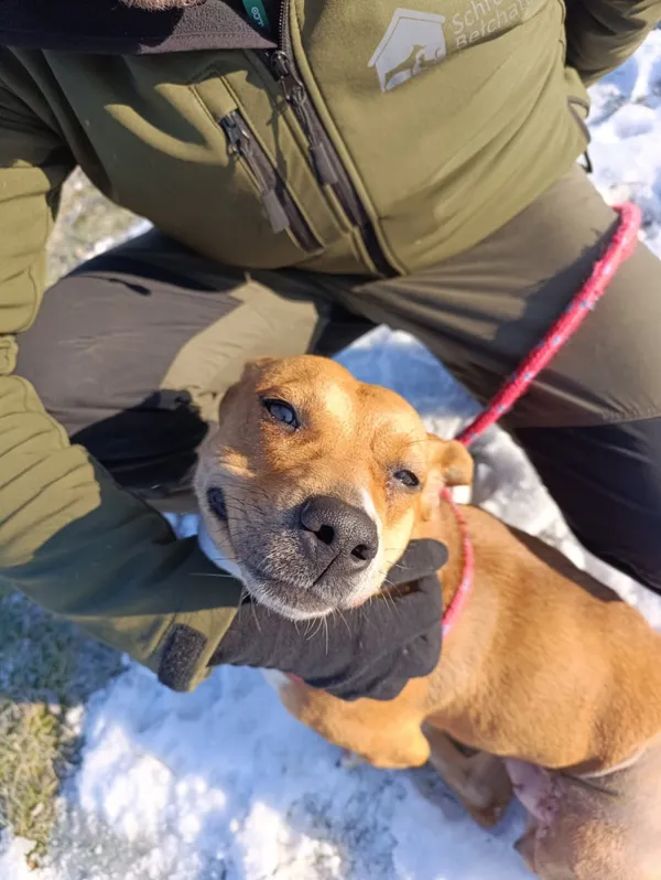 Pies do adopcji, Bełchatów, 7 grudnia 2025 (5/5)