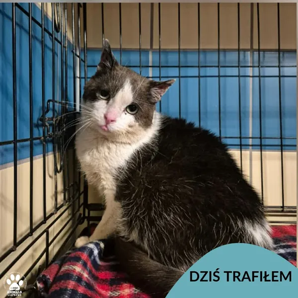 Znaleziono kota, Gdynia, 1 lutego 2026