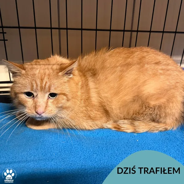 Znaleziono kota, Gdynia, 31 stycznia 2026