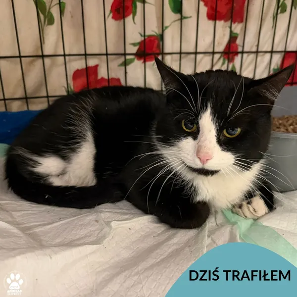 Znaleziono kota, Gdynia, 30 stycznia 2026