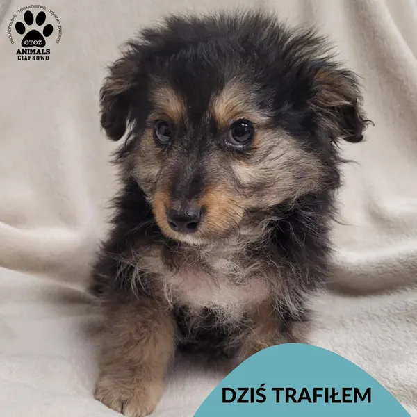 Znaleziono psa, Gdynia, 30 stycznia 2026