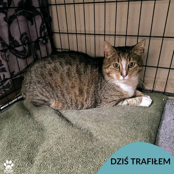 Znaleziono kota, Gdynia, 29 stycznia 2026