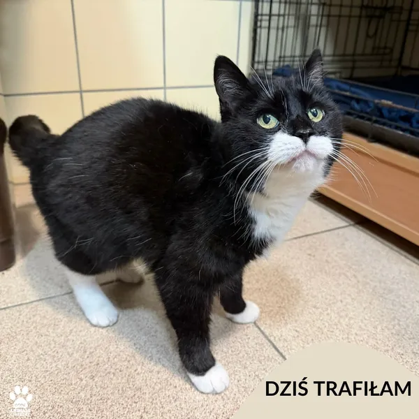 Znaleziono zwierzę, Gdynia, 29 stycznia 2026