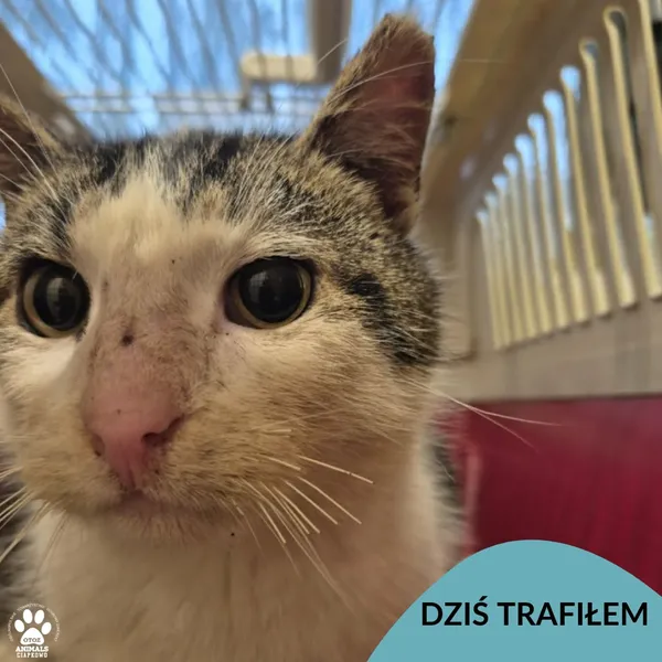 Znaleziono kota, Gdynia, 25 stycznia 2026