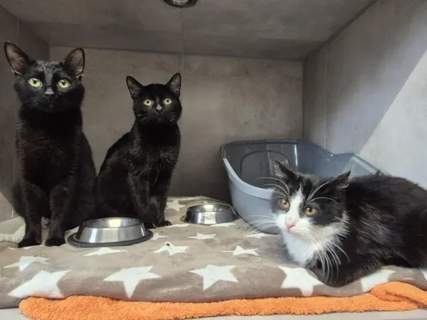 Znaleziono kota, Sosnowiec, 3 lutego 2026