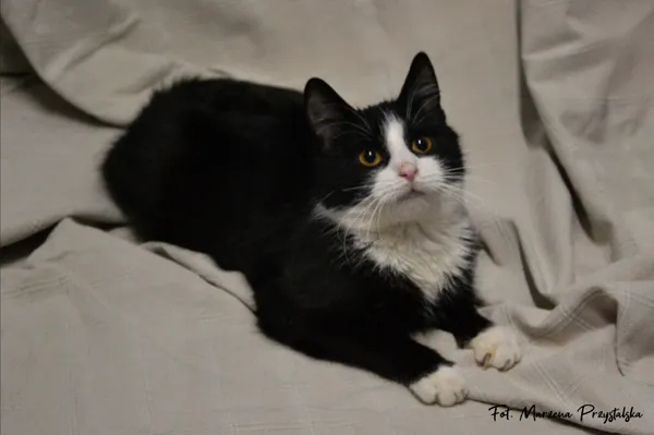 Znaleziono kota, Sosnowiec, 3 lutego 2026 (1/5)