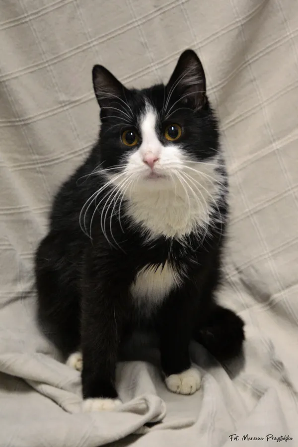 Znaleziono kota, Sosnowiec, 3 lutego 2026 (2/5)