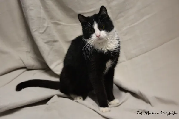 Znaleziono kota, Sosnowiec, 3 lutego 2026 (3/5)