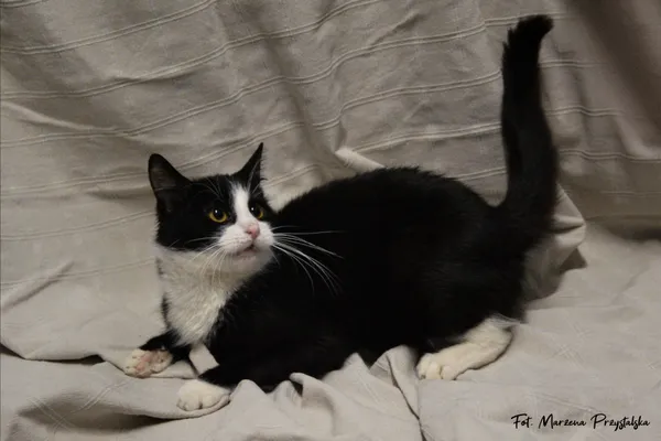 Znaleziono kota, Sosnowiec, 3 lutego 2026 (4/5)